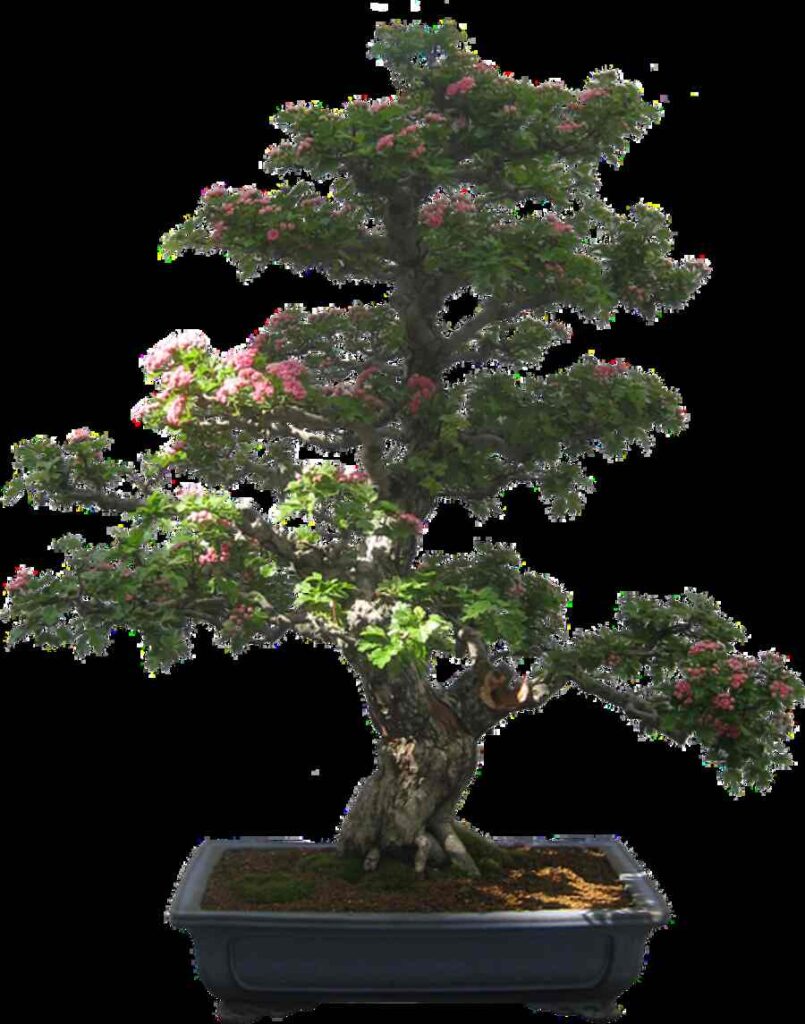 How To Grow Bonsai