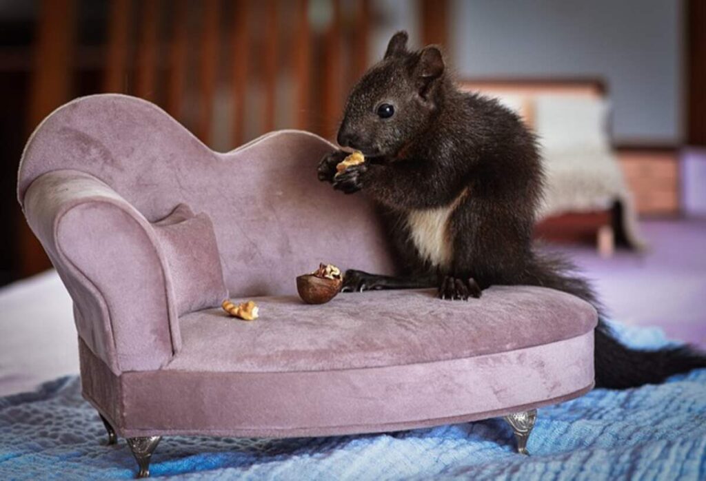 How to Find Small Sofas