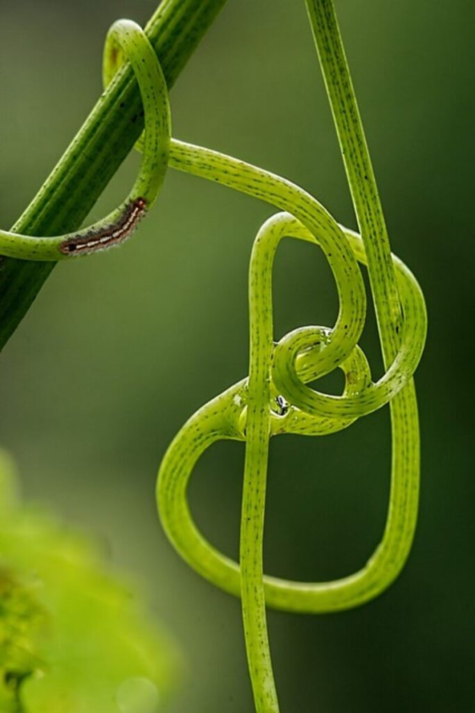 how to tie a noose