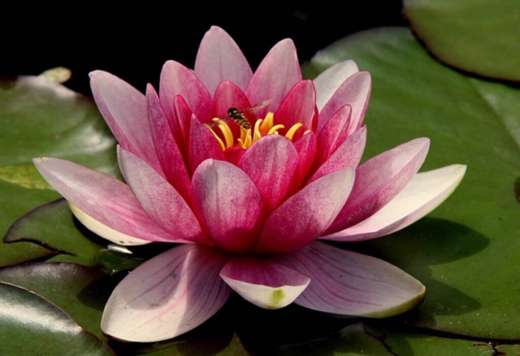 Plant Bloom