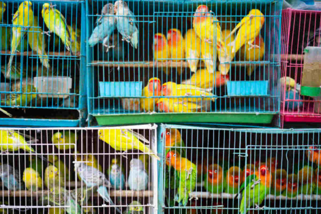 Exotic Bird Shop in Kolkata