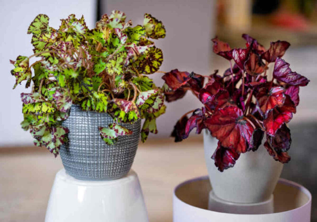 Coleus - A Colorful Sensation