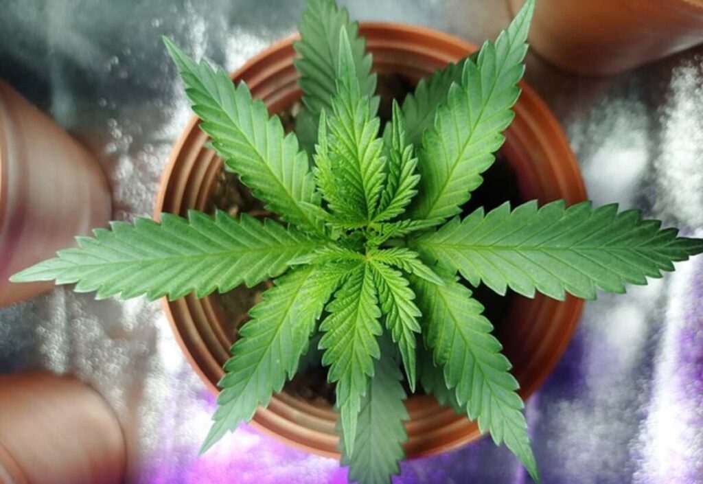 Going through the Benefits of Weed Hookah