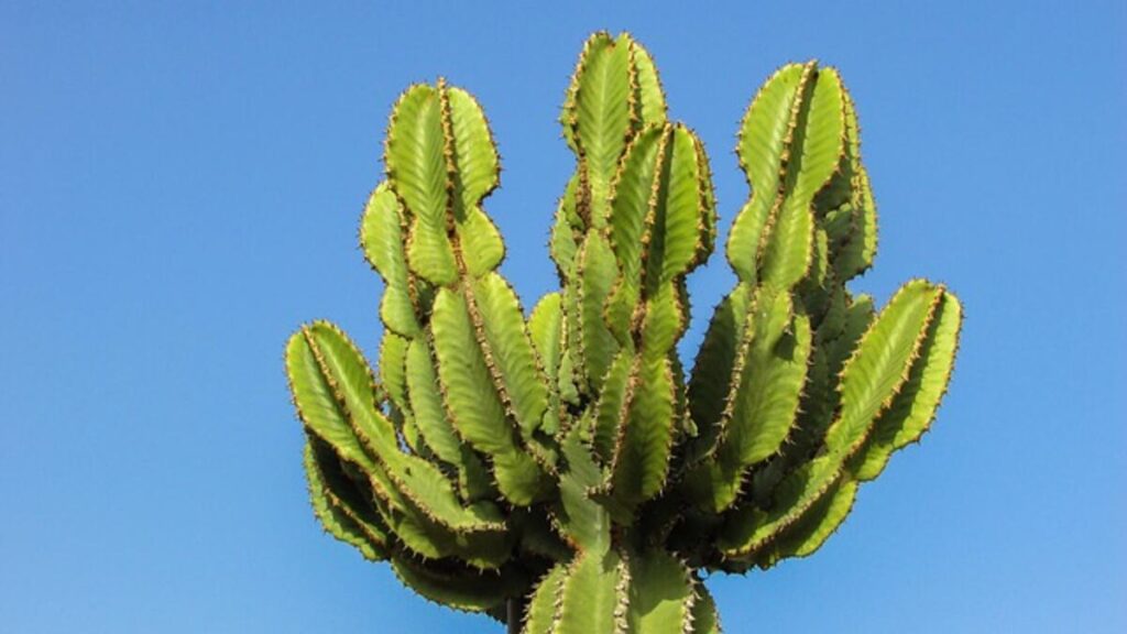 Growing and Cultivating Peyote Cactus Safely