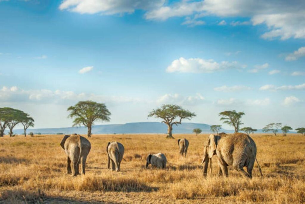 affordable Tanzania safari tours